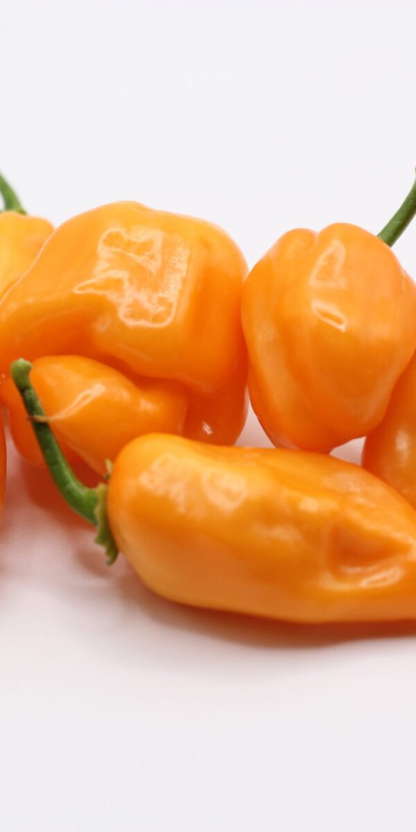 Orange habanero white background