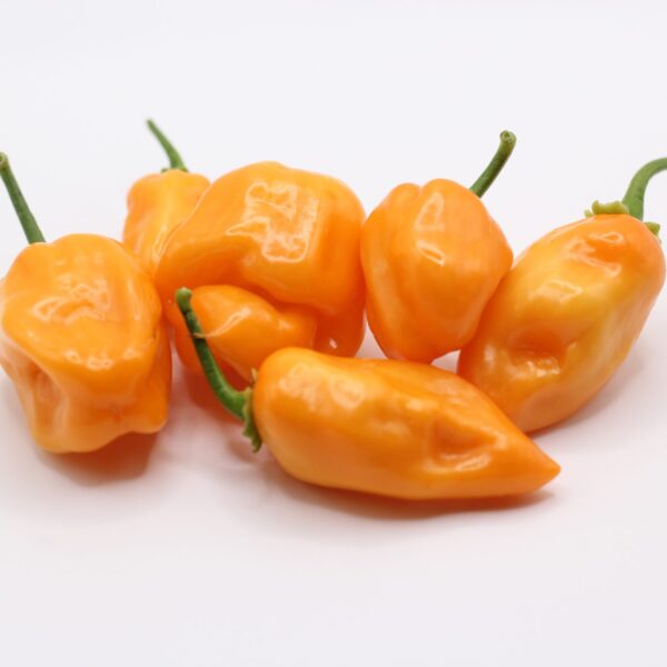 Orange habanero white background